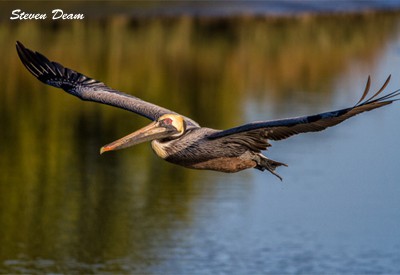 pelican