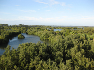 view of the wetland marsh below