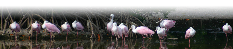 Rosette spoonbills feeding in the marshes of Cedar Key.