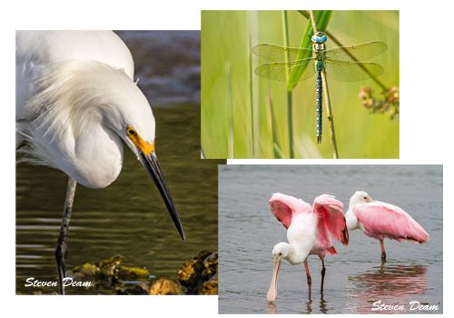 a few of the wildlife seen in Cedar Key.